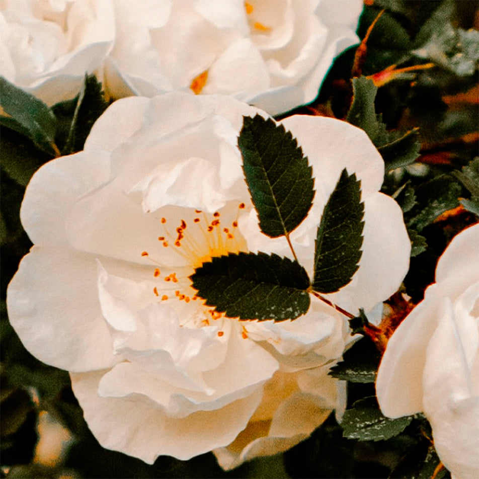 skybottle パフュームドハンドクリーム|ホワイトレイン