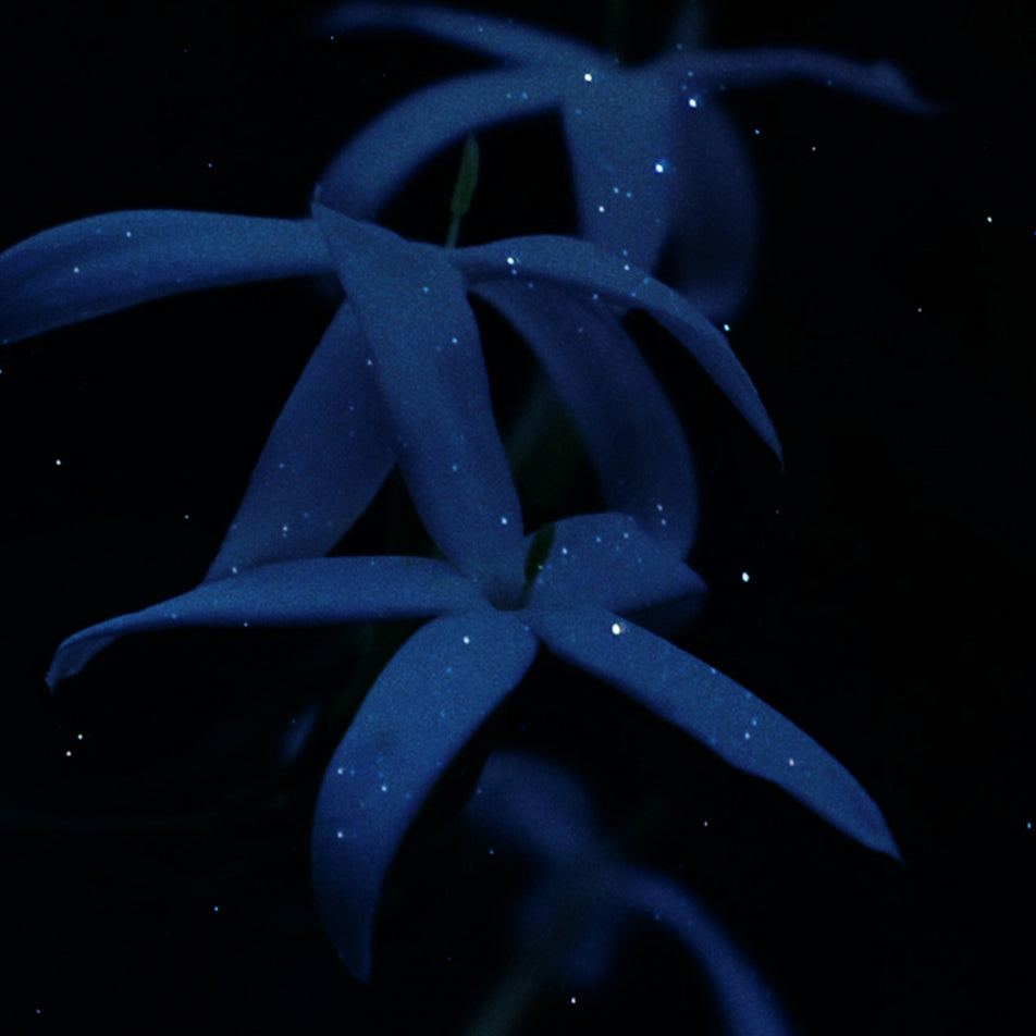 skybottle パフュームド ハンドクリーム|スターリーナイト